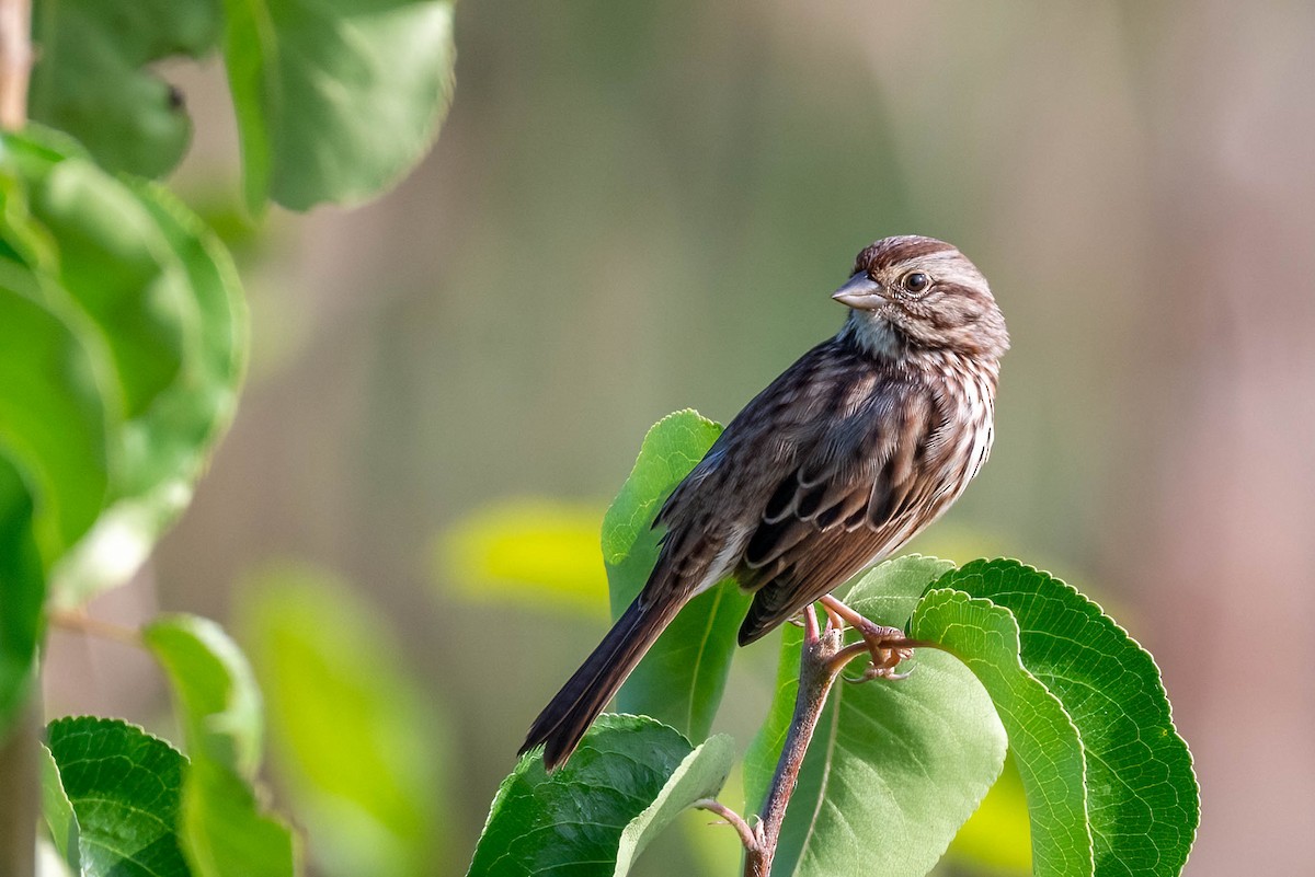 Song Sparrow - ML623924606