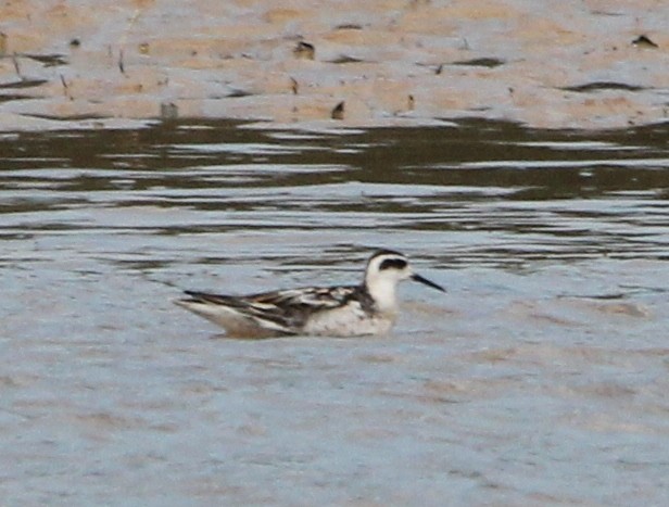 Phalarope à bec étroit - ML623924612