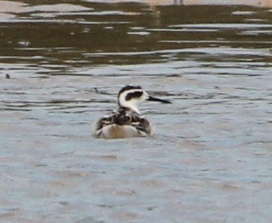 Phalarope à bec étroit - ML623924628