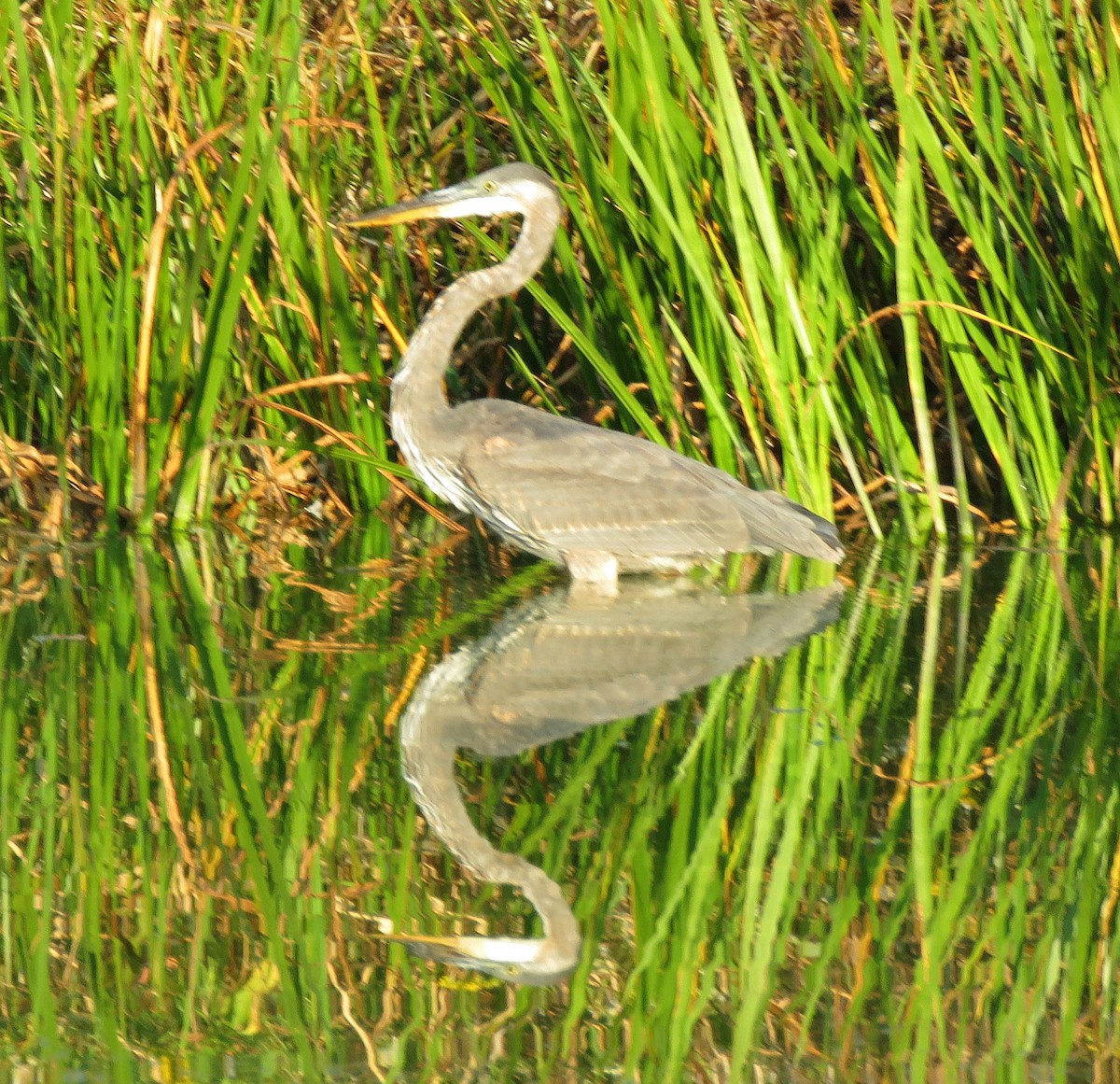 Great Blue Heron - ML623924661