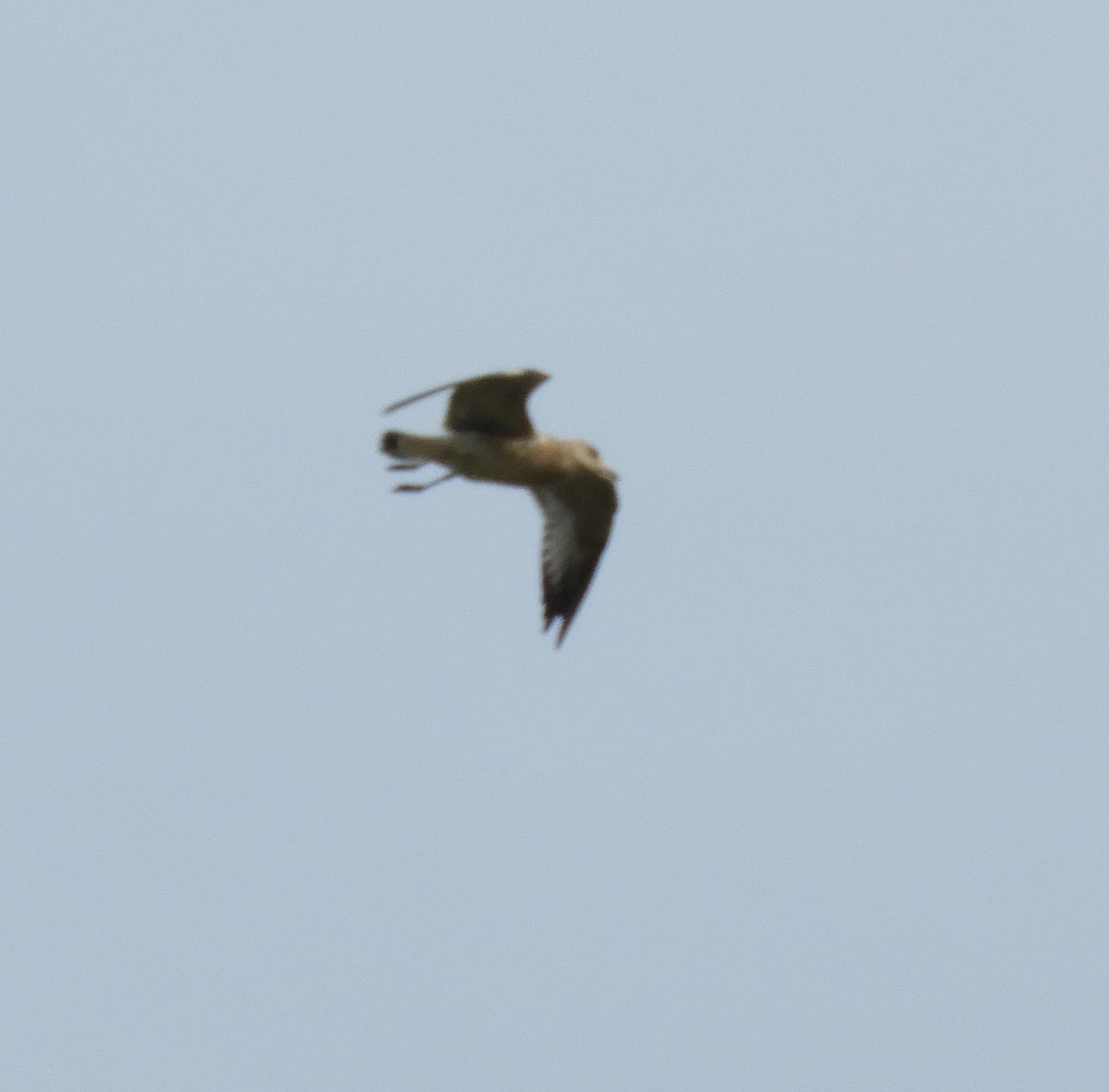 goéland ou mouette sp. - ML623924704