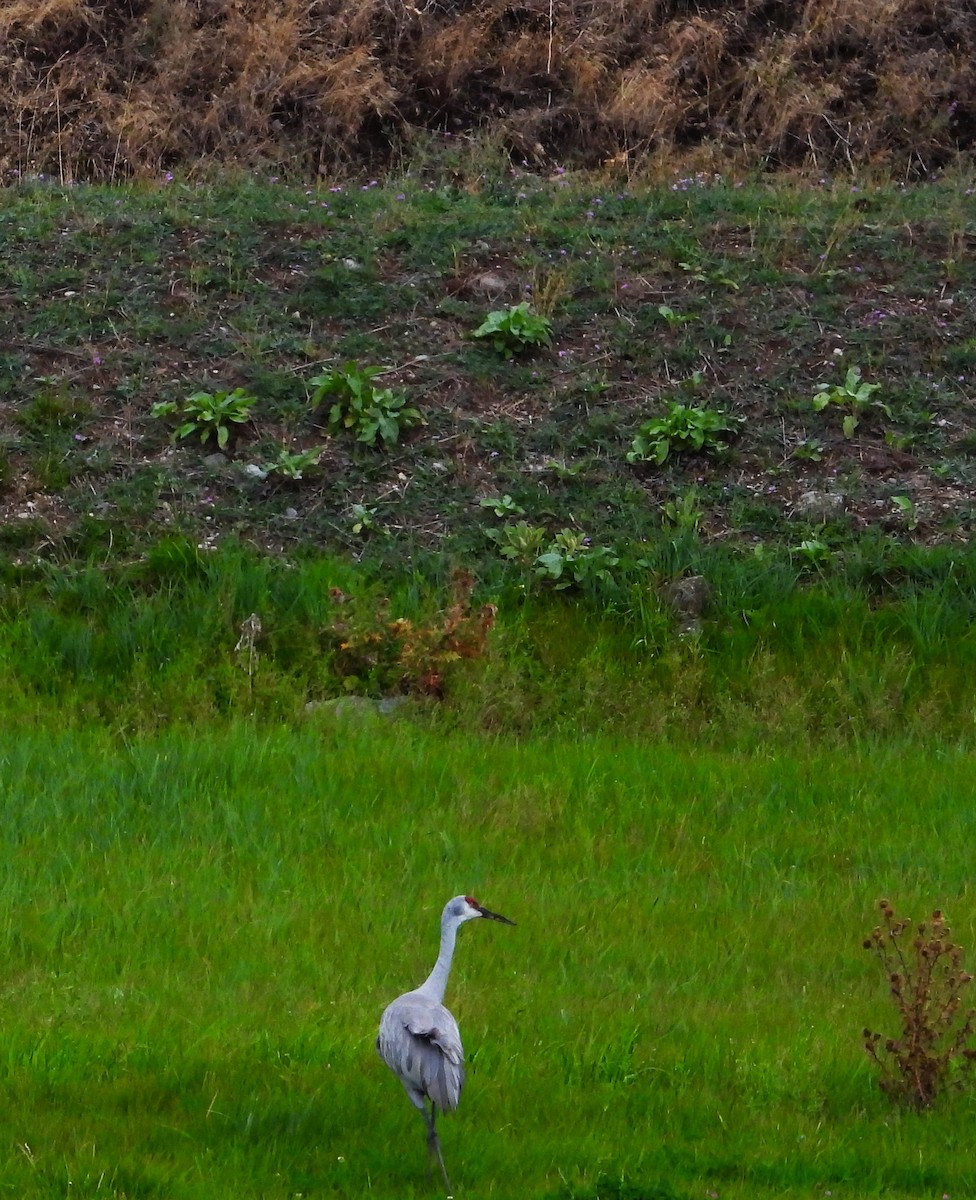 Sandhill Crane - ML623924709