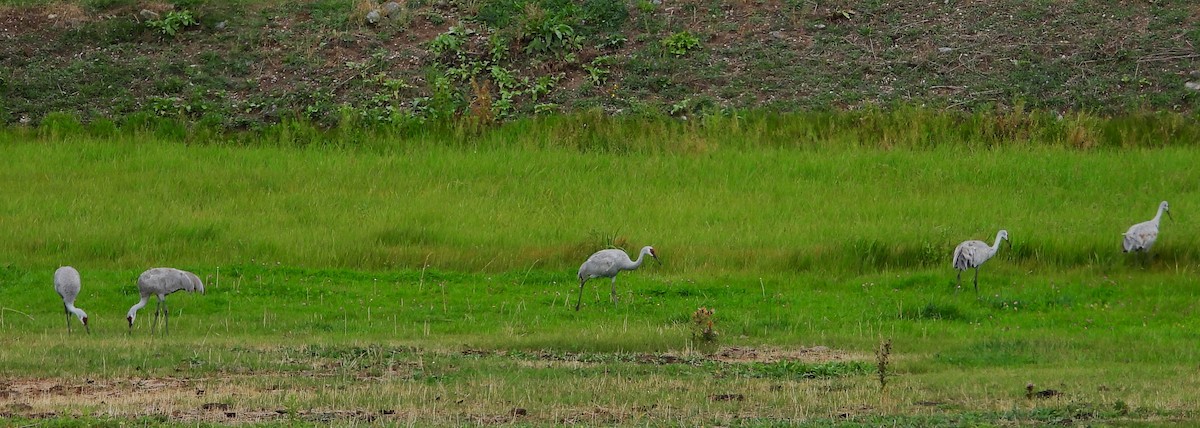 Sandhill Crane - ML623924710