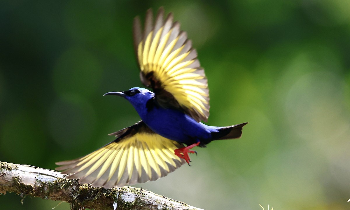 Red-legged Honeycreeper - Aruna Dissanayake