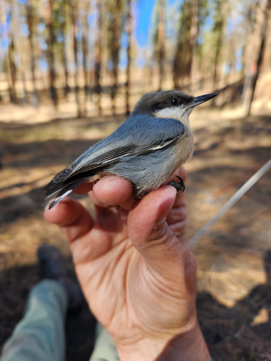 Pygmy Nuthatch - ML623924723