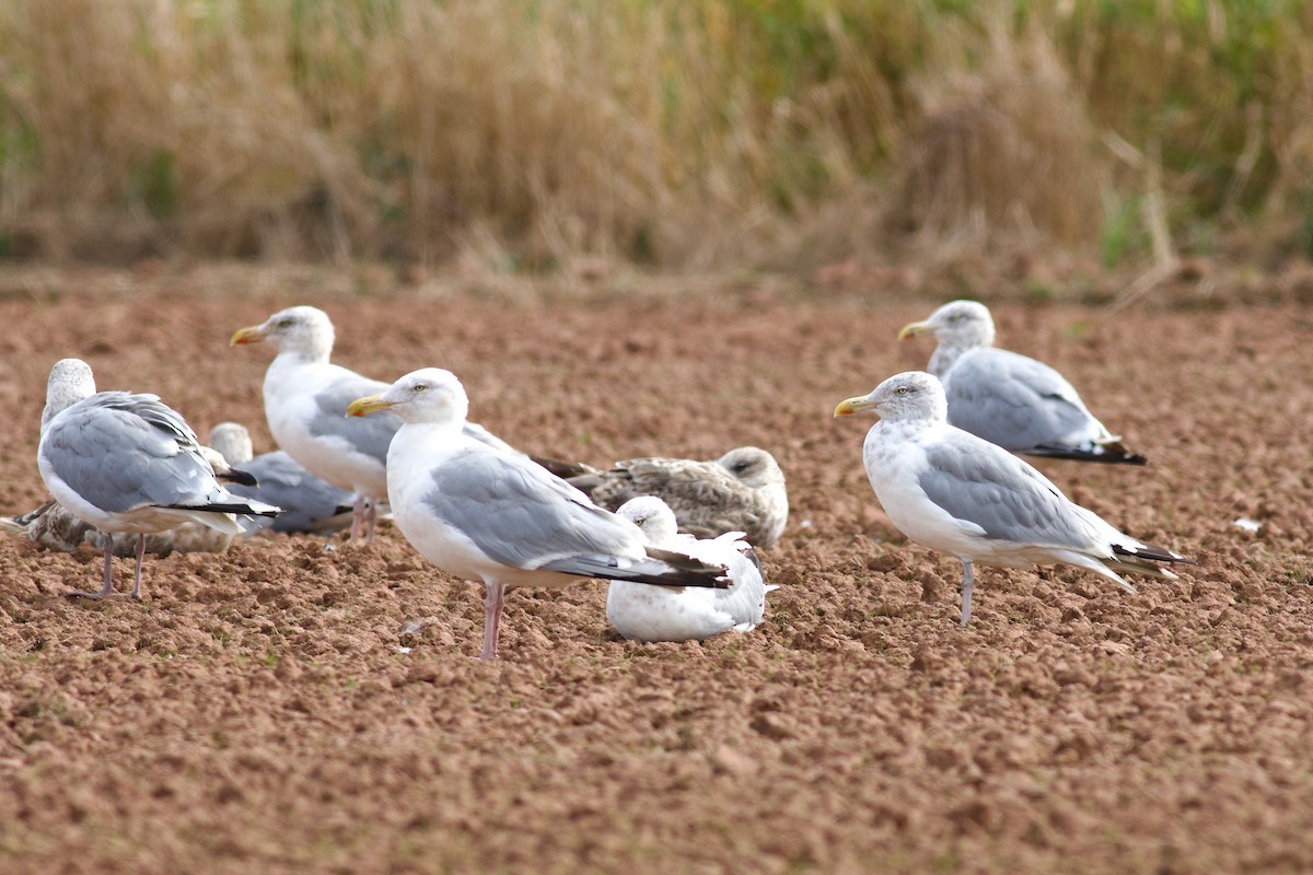 Herring Gull (American) - ML623924726