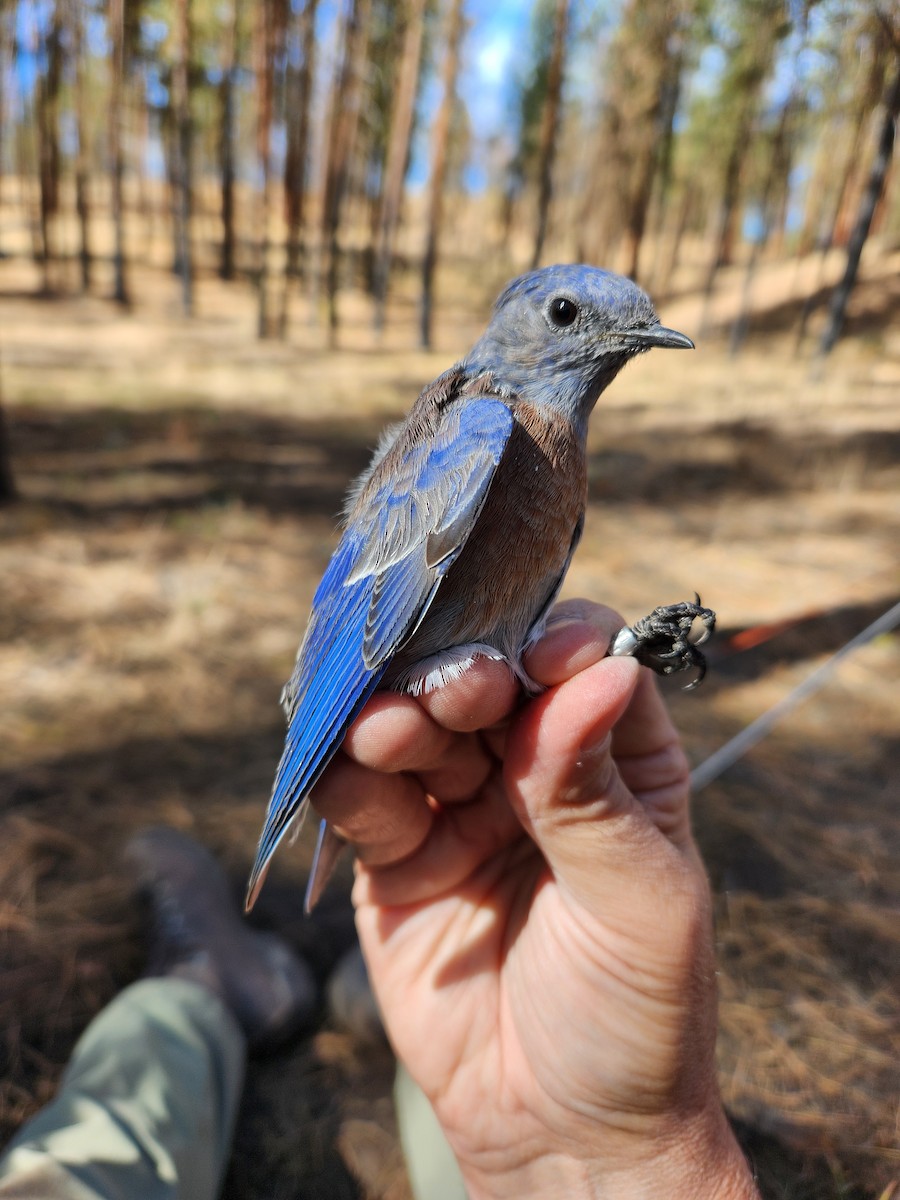 Western Bluebird - ML623924735