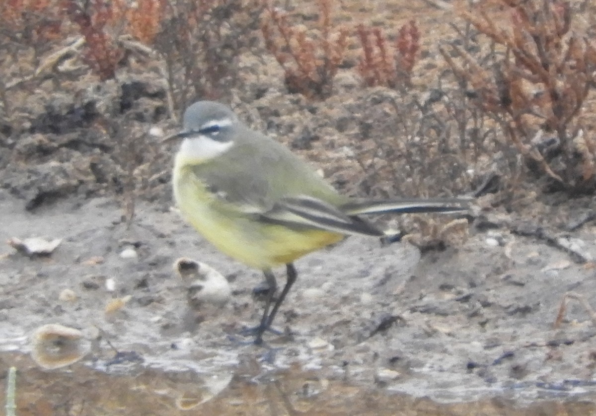 Western Yellow Wagtail - Alan Dixon