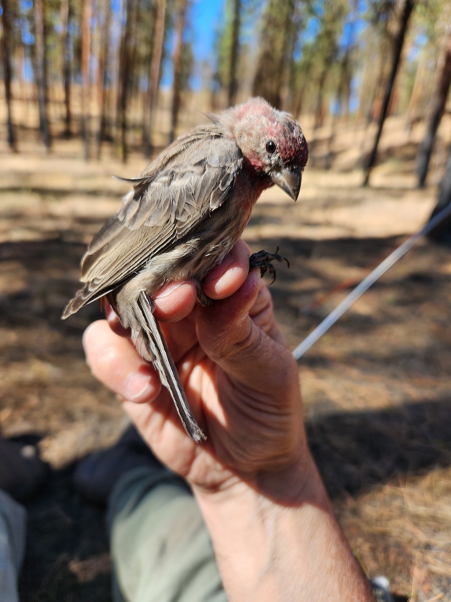 House Finch - ML623924751