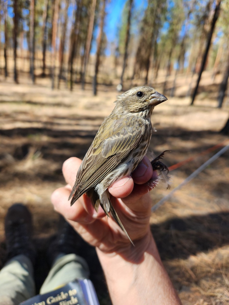 Purple Finch - ML623924759