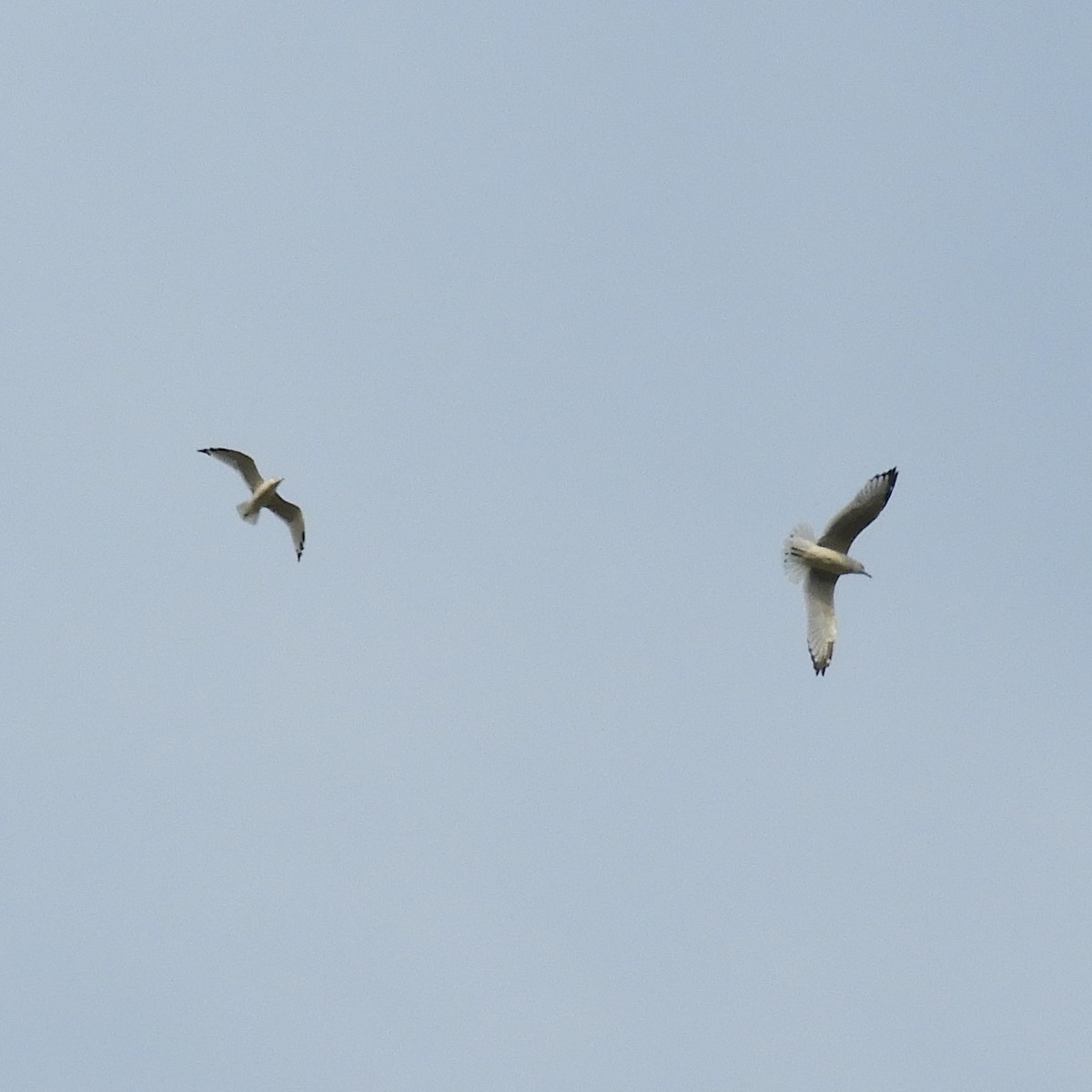 goéland ou mouette sp. - ML623924776