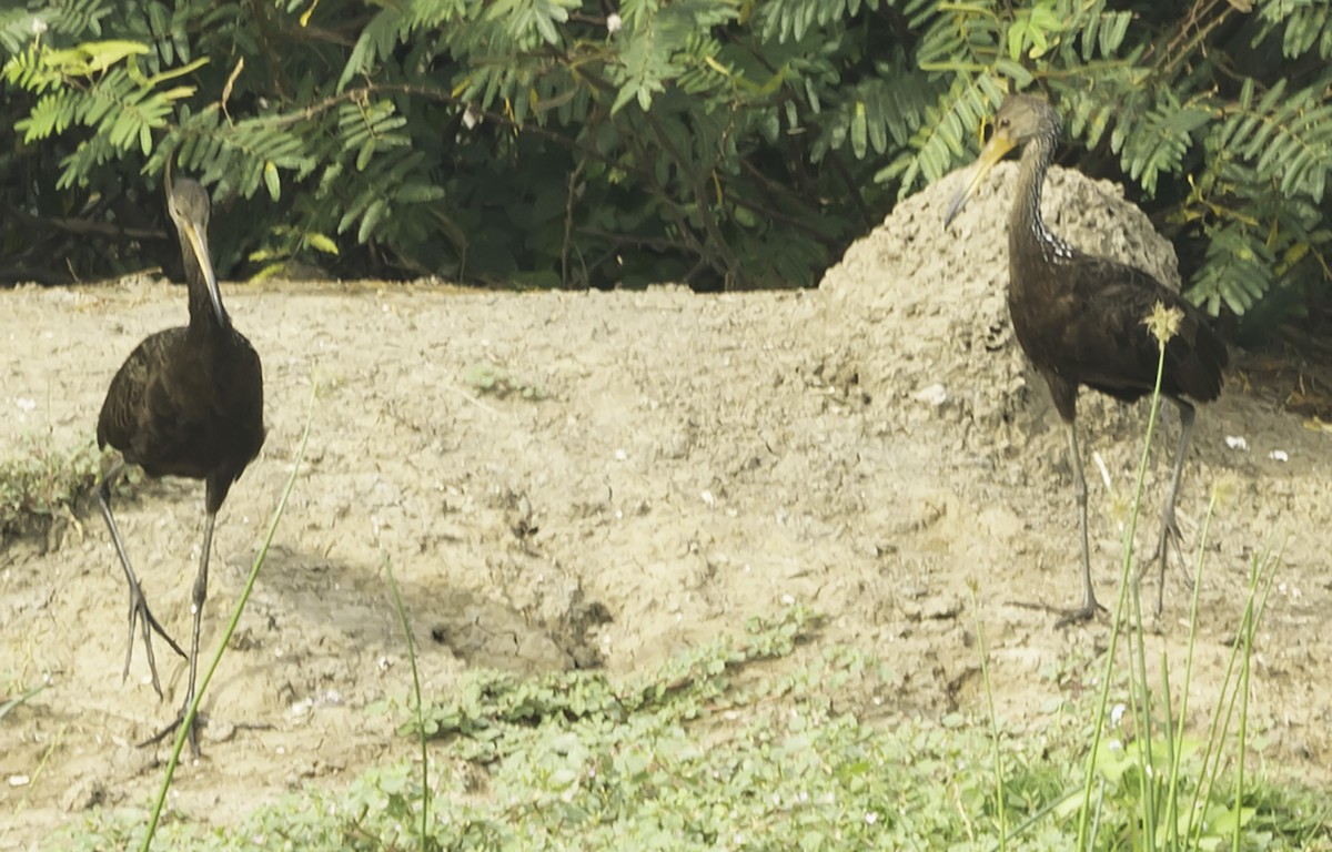 Limpkin (Brown-backed) - ML623924779