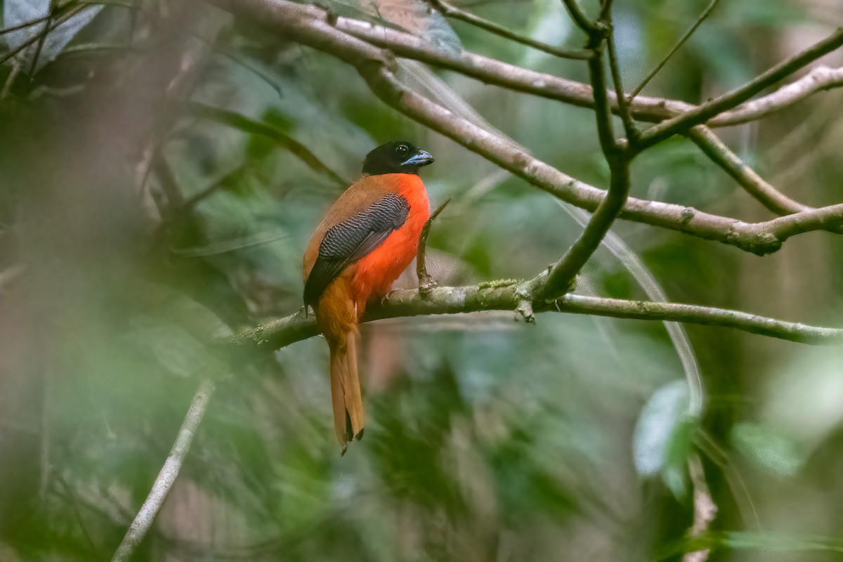 Cinnamon-rumped Trogon - ML623924792