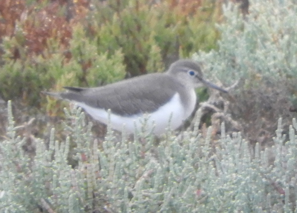 Common Sandpiper - ML623924798