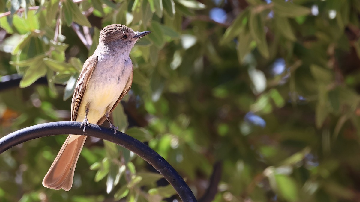 Brown-crested Flycatcher - ML623924805