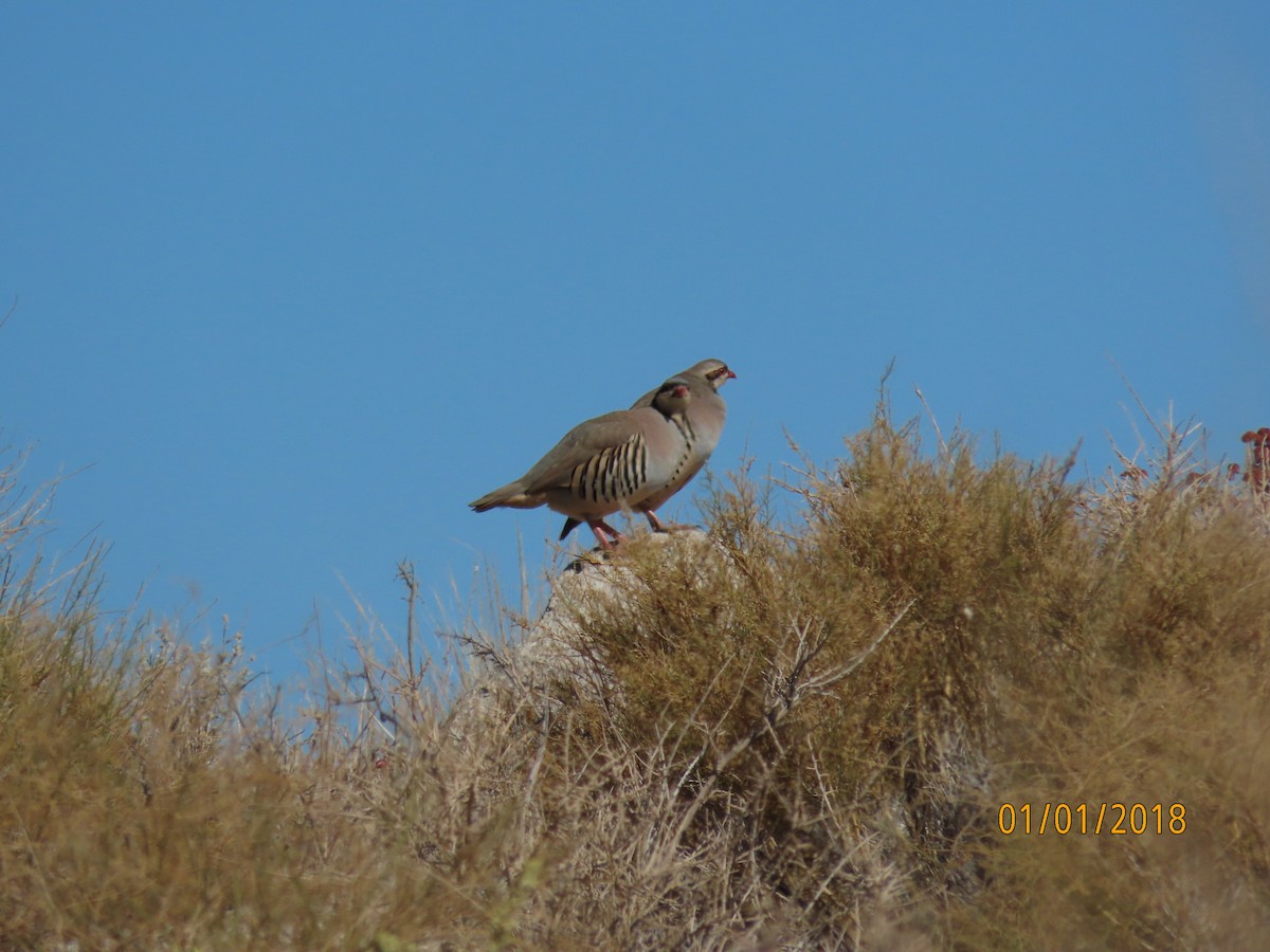 Chukar - ML623924814