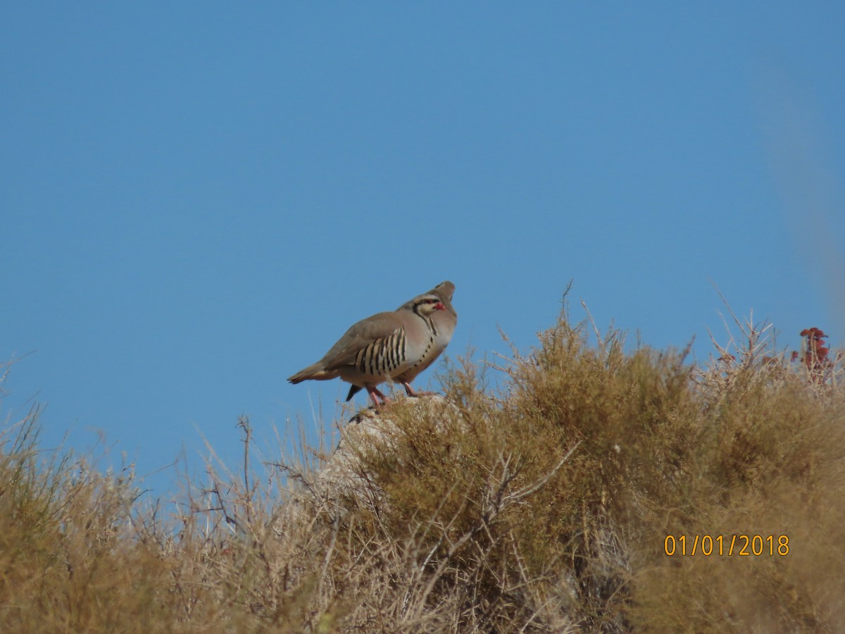 Chukar - ML623924815