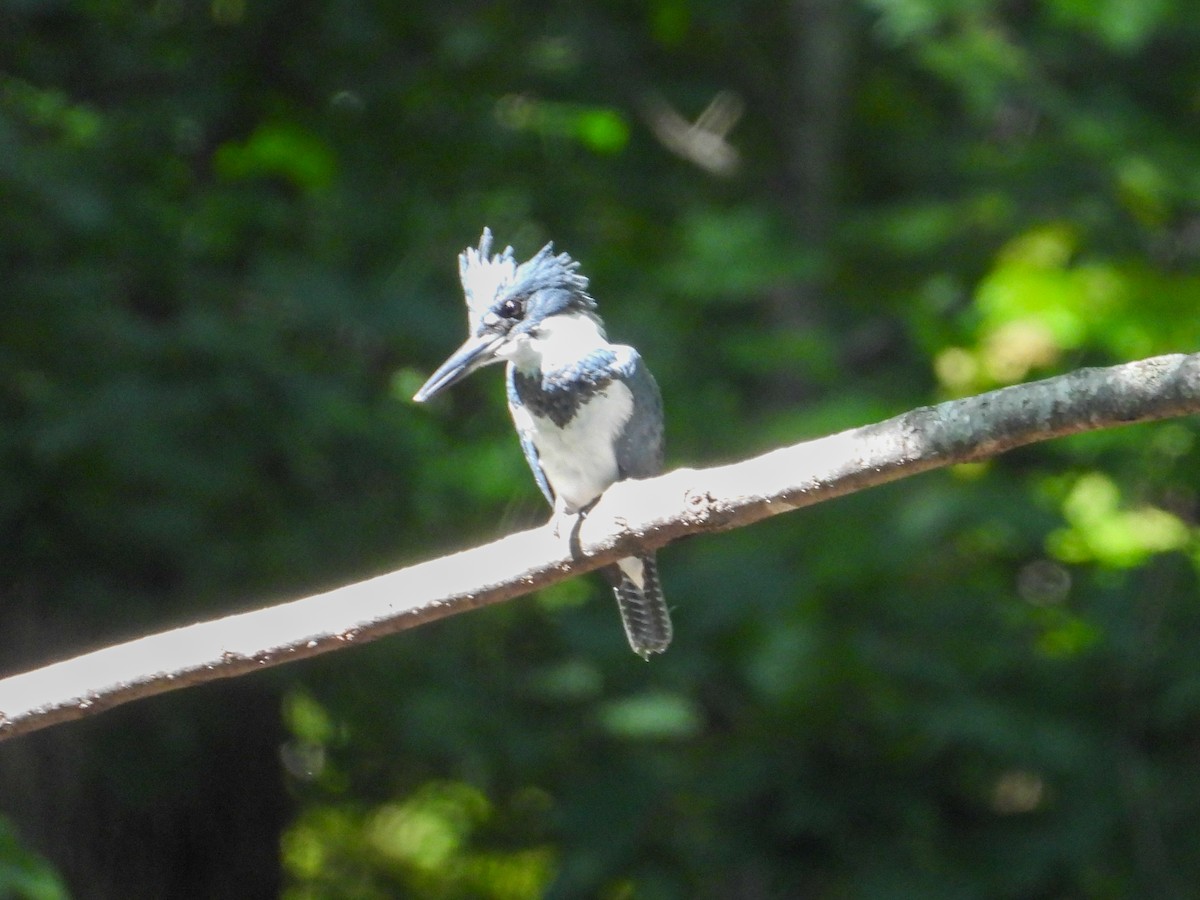Belted Kingfisher - ML623924831