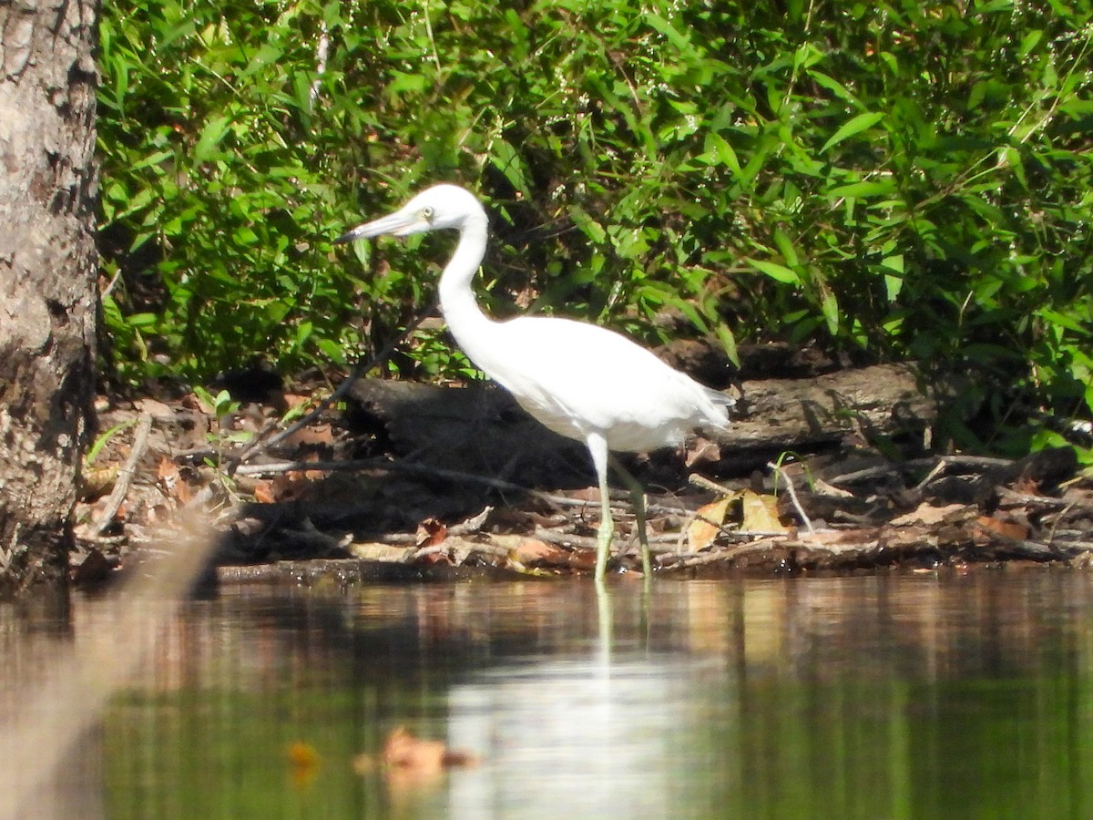 Little Blue Heron - ML623924834