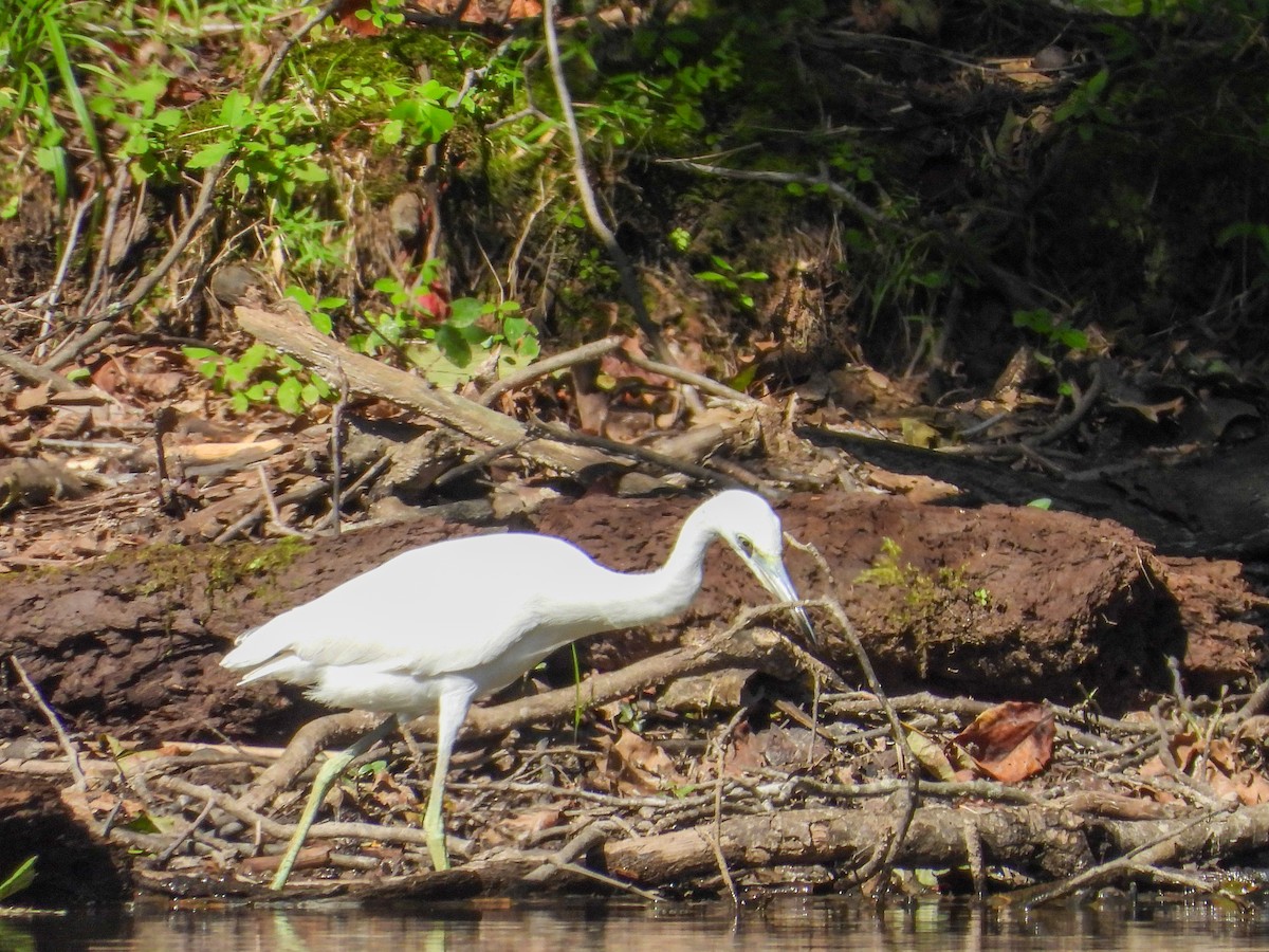 Little Blue Heron - ML623924838