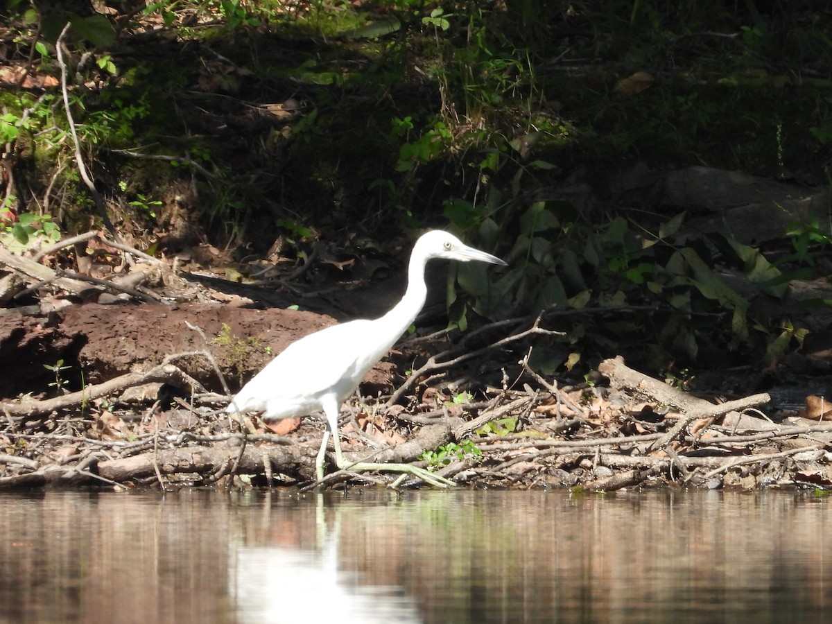 Little Blue Heron - ML623924859