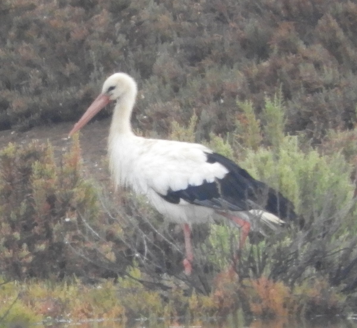 White Stork - ML623924869