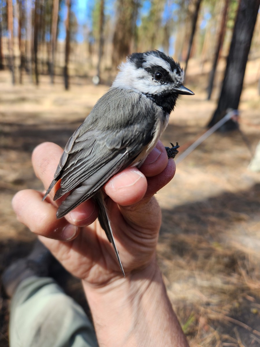 Mountain Chickadee - ML623924881