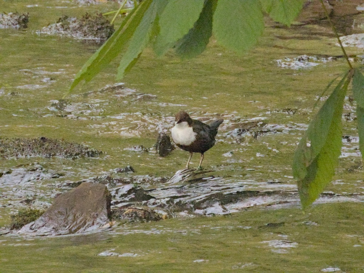 White-throated Dipper - ML623924910