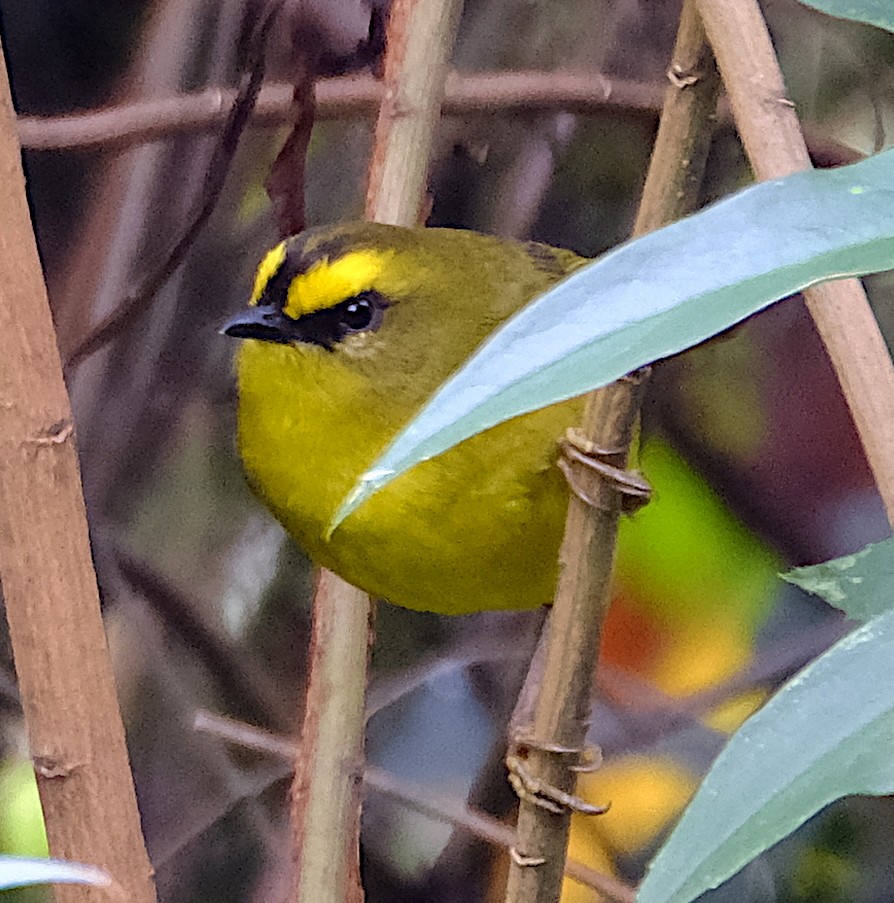 Citrine Warbler - ML623924938