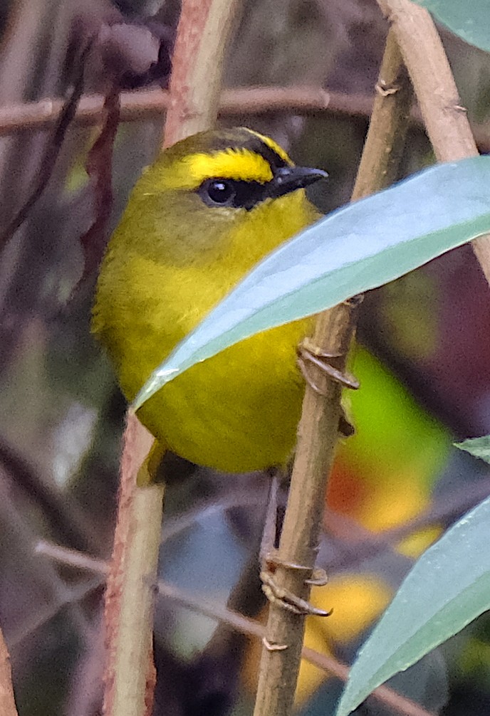 Citrine Warbler - ML623924939