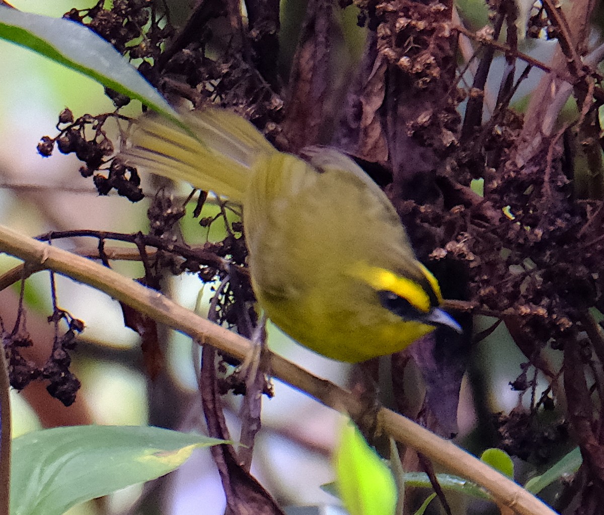 Citrine Warbler - ML623924940