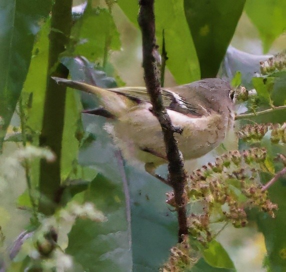 Ruby-crowned Kinglet - ML623924952