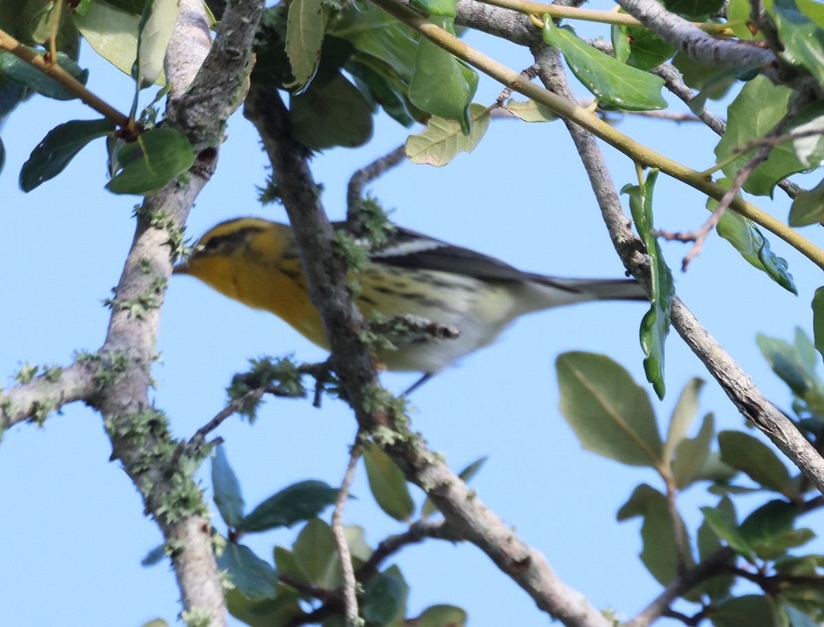 Blackburnian Warbler - ML623924992