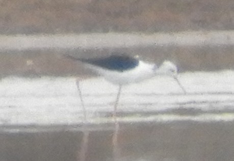 Black-winged Stilt - ML623924998