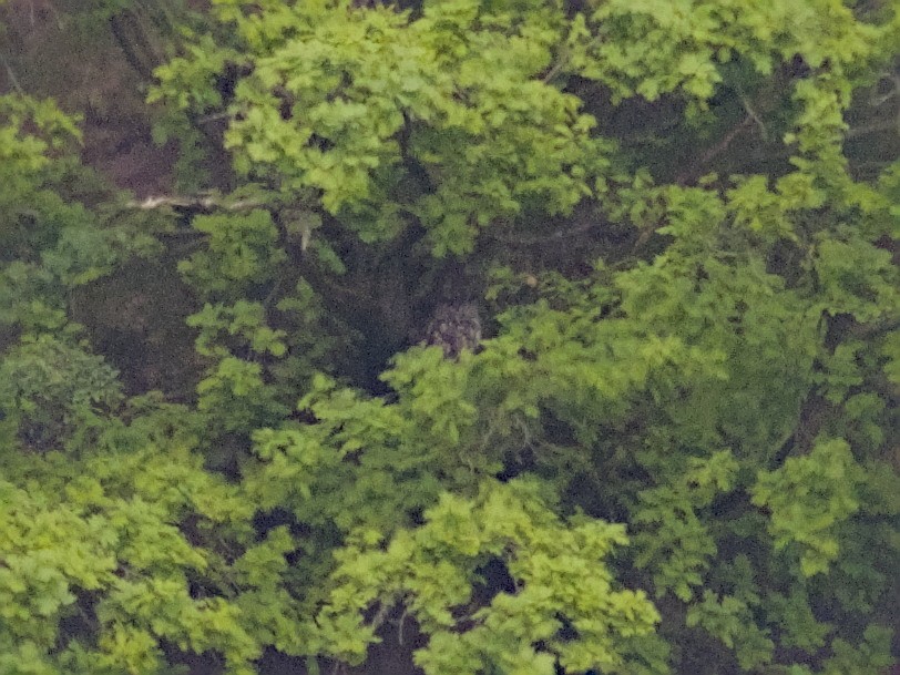 Eurasian Eagle-Owl - ML623924999