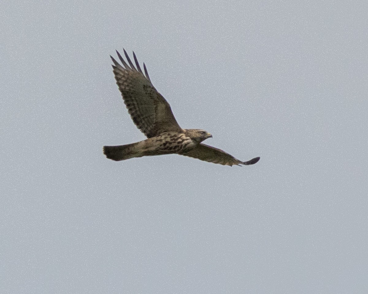 Red-shouldered Hawk - ML623925005