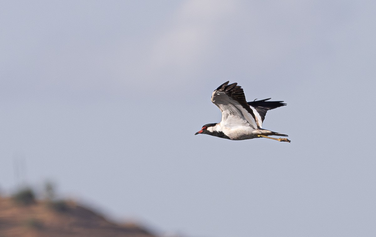 Red-wattled Lapwing - ML623925006