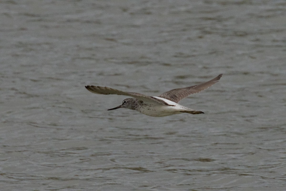 Common Greenshank - ML623925038