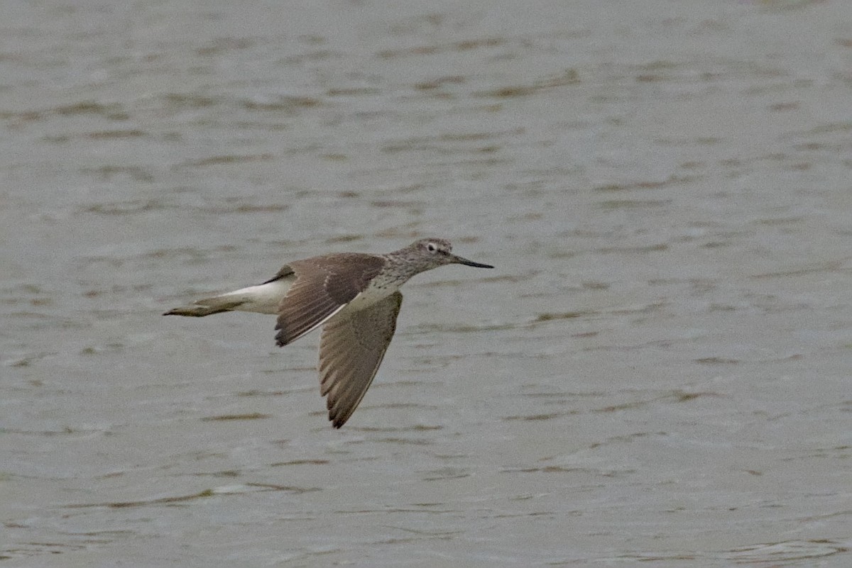 Common Greenshank - ML623925041