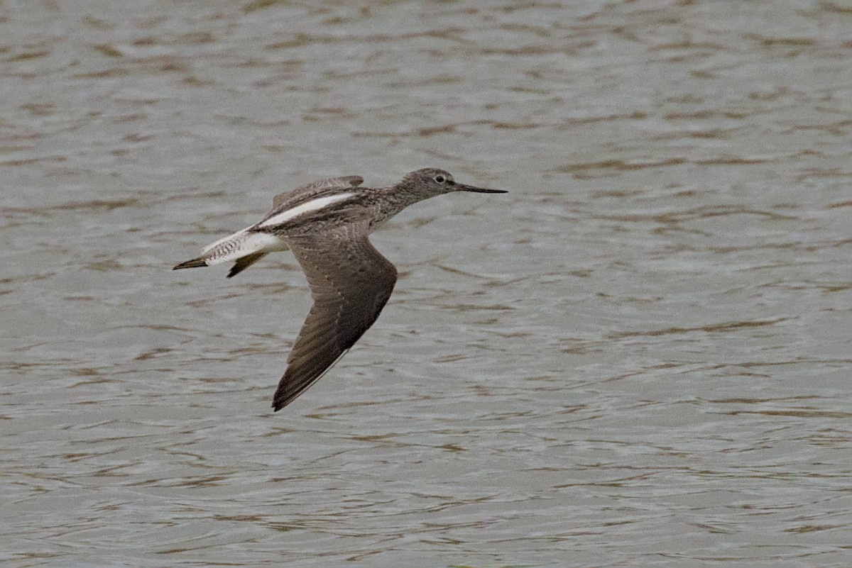 Common Greenshank - ML623925044