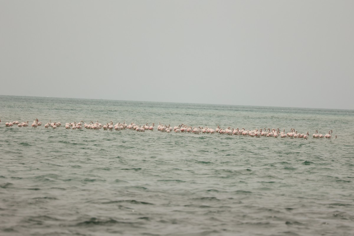 Greater Flamingo - ML623925047