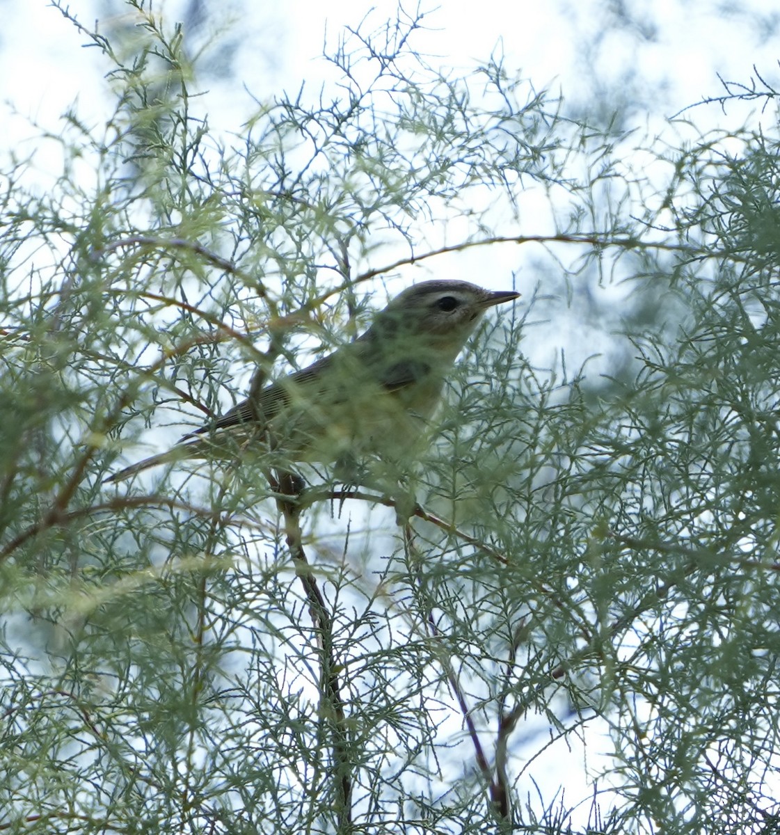 Warbling Vireo - ML623925050