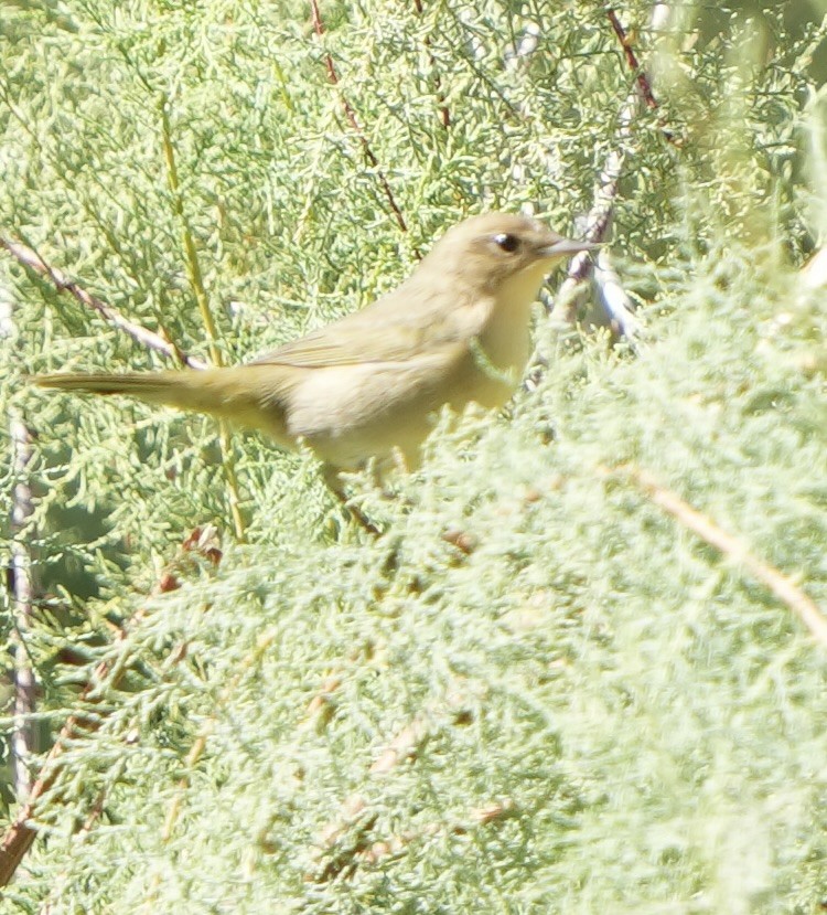 Common Yellowthroat - ML623925076