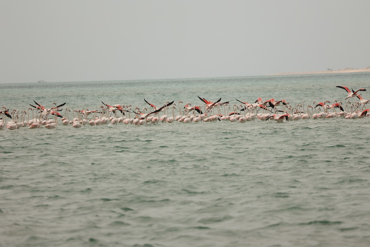 Greater Flamingo - ML623925079