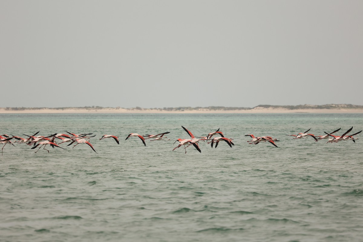 Greater Flamingo - Alicia Williams