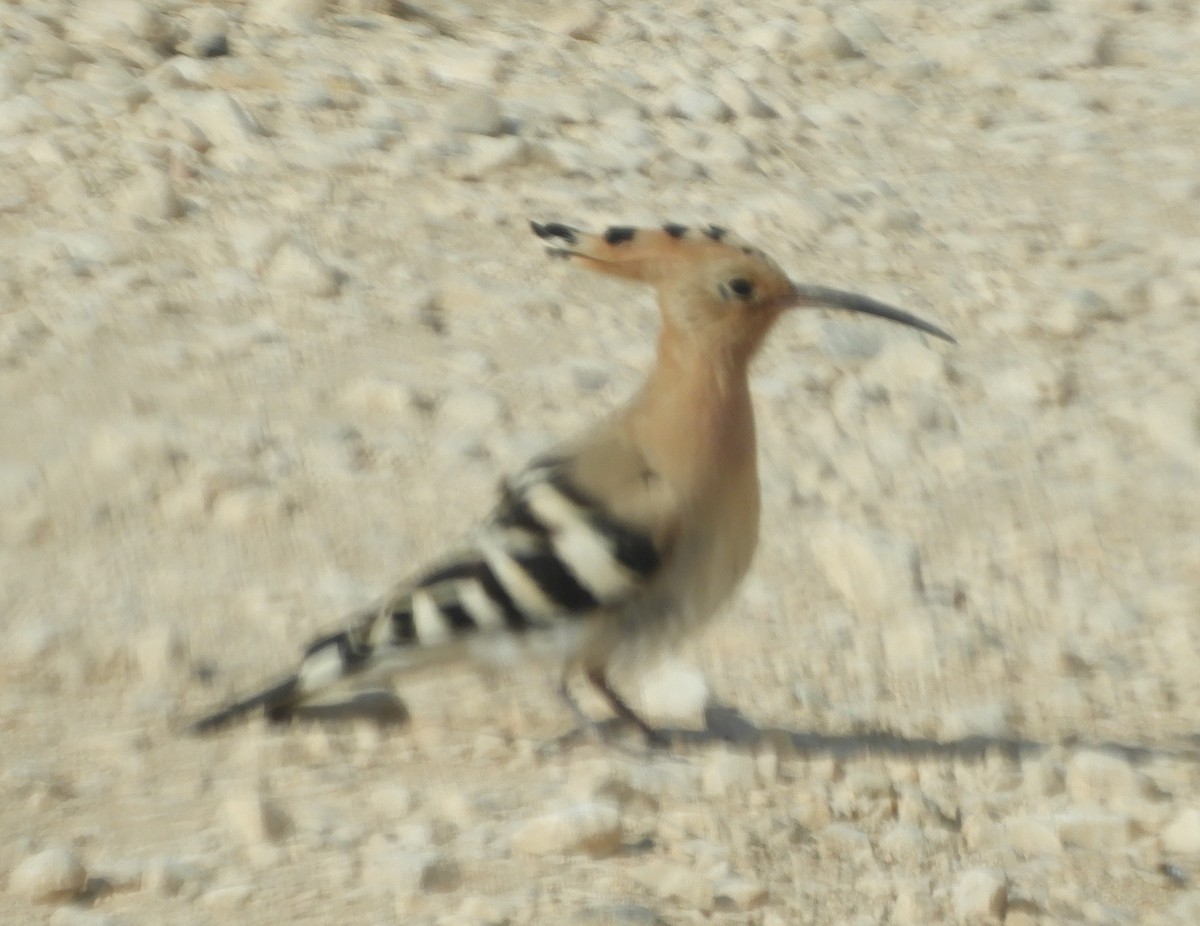 Eurasian Hoopoe - Alan Dixon