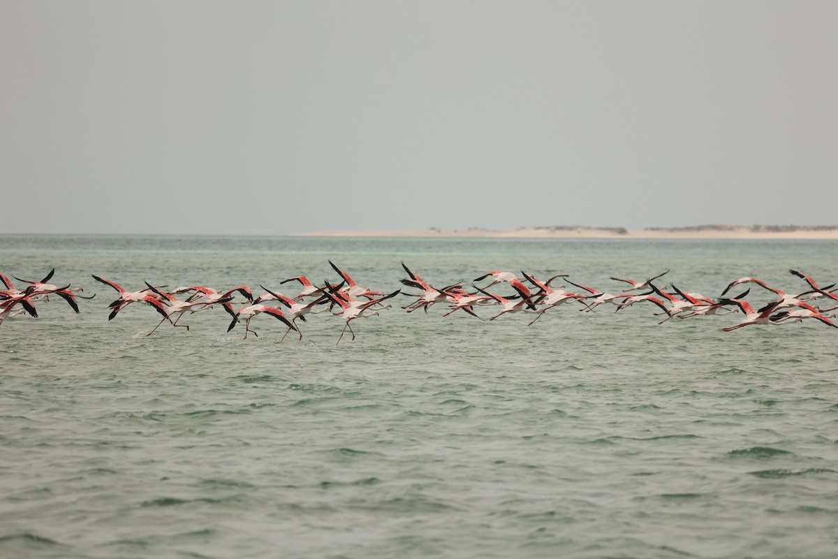 Greater Flamingo - ML623925090