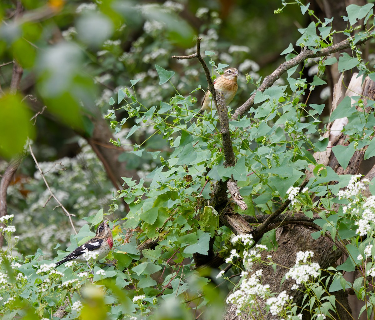 Rose-breasted Grosbeak - Ankur Dave