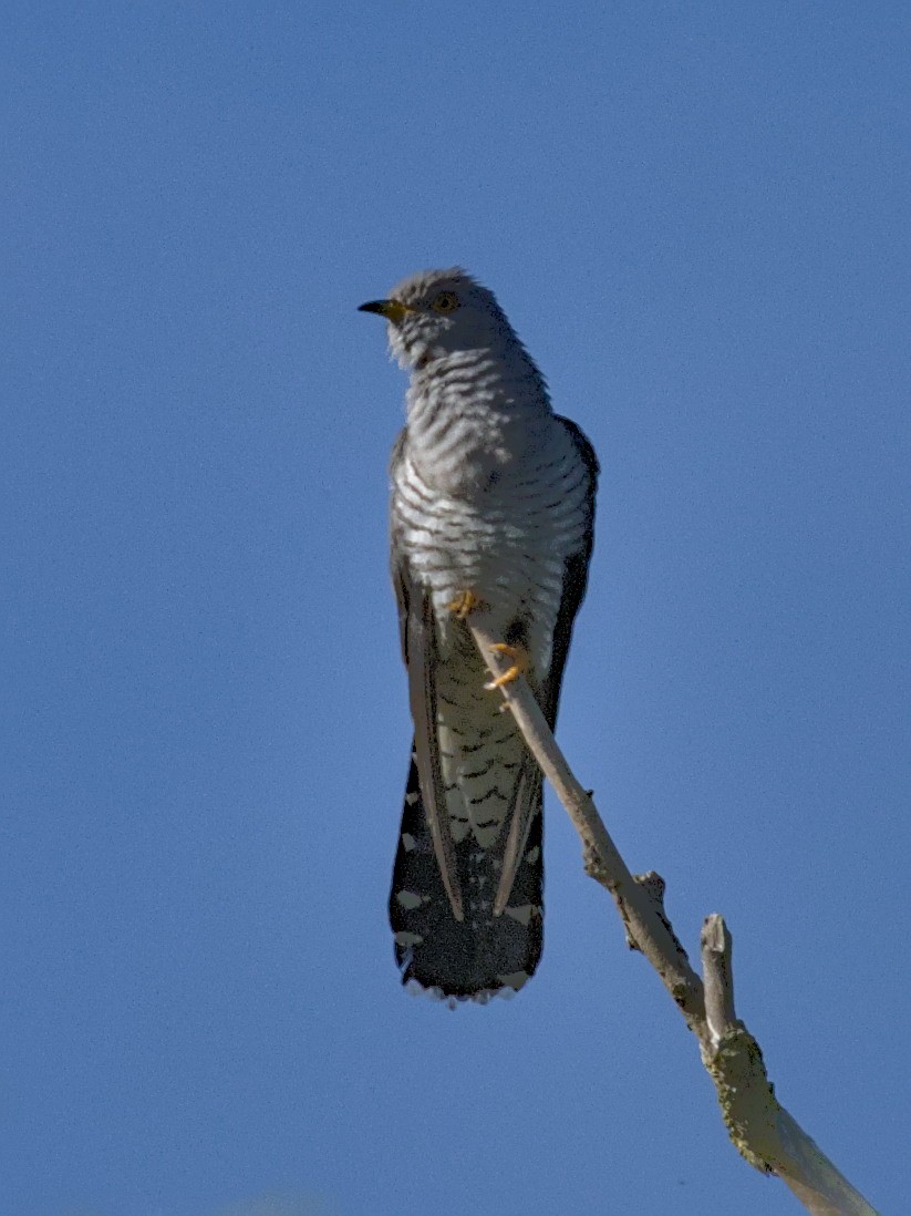 Common Cuckoo - Philip Steinhoff