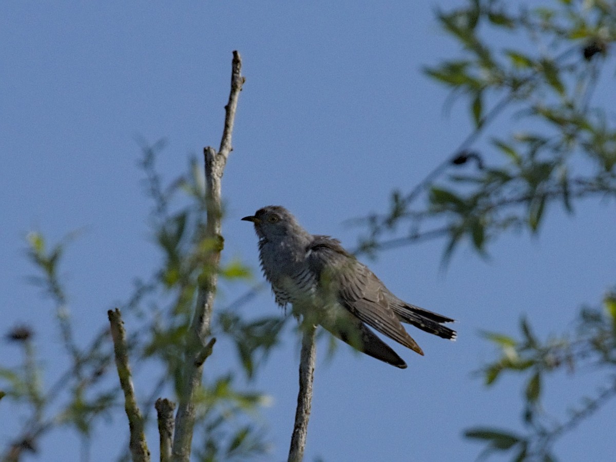 Common Cuckoo - Philip Steinhoff